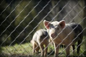 [Podcast] 1218公投特輯一：《萊豬》是不是用國民健康換外交？