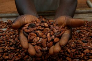 4/2 「巧克力危機」：西非面臨 45 年來最嚴重可可豆歉收，全球面臨巧克力缺貨危機